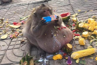 В Таиланде посадили на диету толстую обезьяну