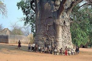 2000 летнее дерево в Южной Африке